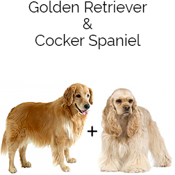 Golden Cocker Retriever Dog